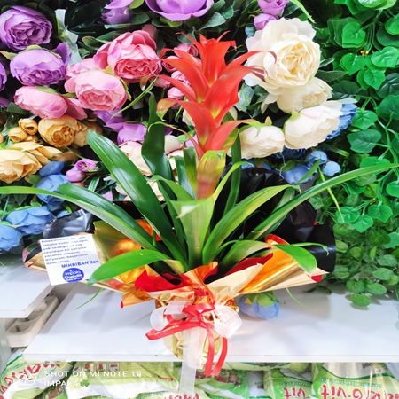 Saksı Çiçeği Guzmania Büyük Boy